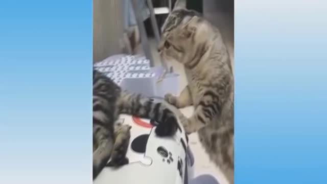 top funny cats this week