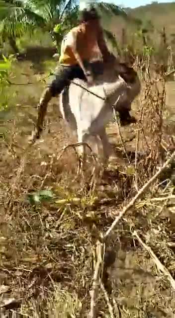Donkey takes revenge