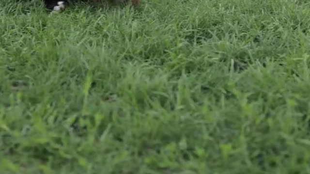 Cut dogs playing in garden..must watch