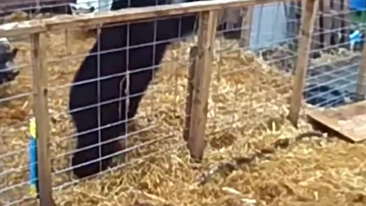 Bear Seriosuly Regrets Attacking Pigs