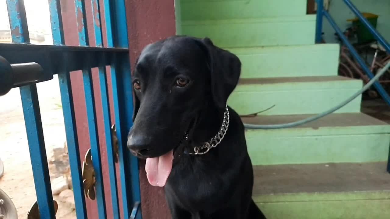 My Dog videos Tamil episode 1