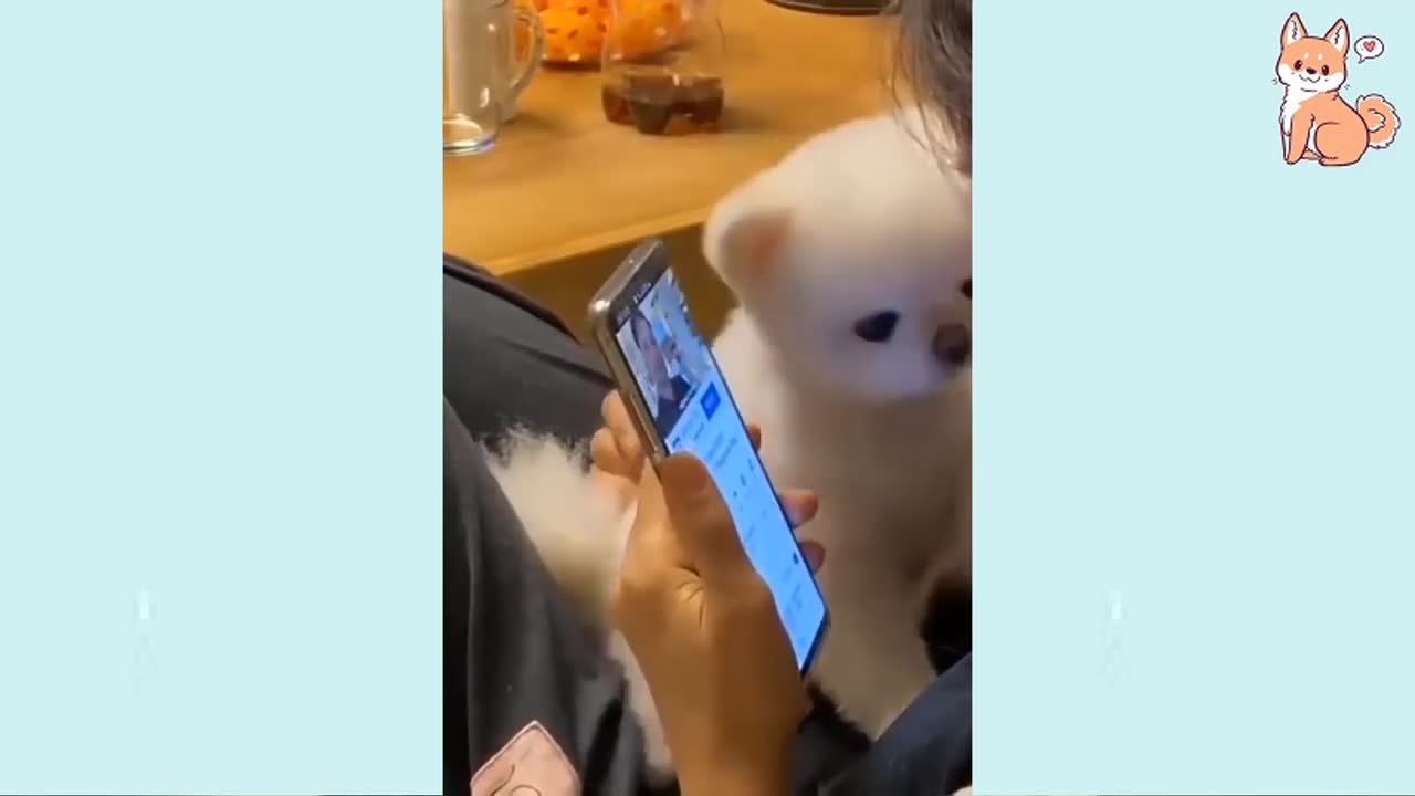 Funny Dogs of TikTok