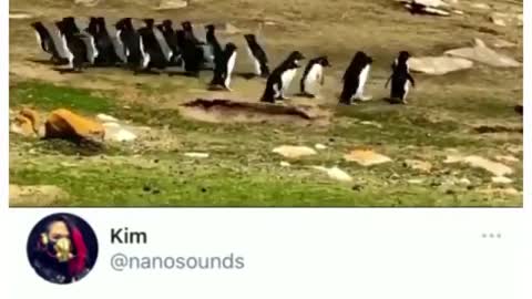 Funny Video