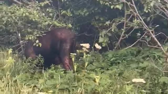 Bull Moose Calmly Passes in Front of Hiker