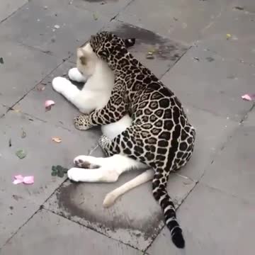Friendly deer show up on woman's property to hang out
