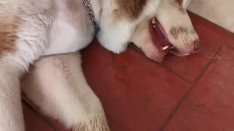 crazy husky0