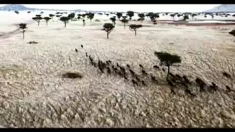 Animals: 12 horses galloping