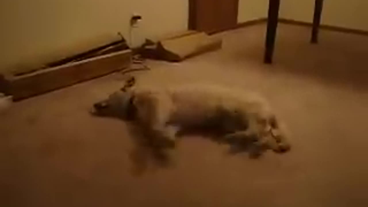 The walking Sleep Dog