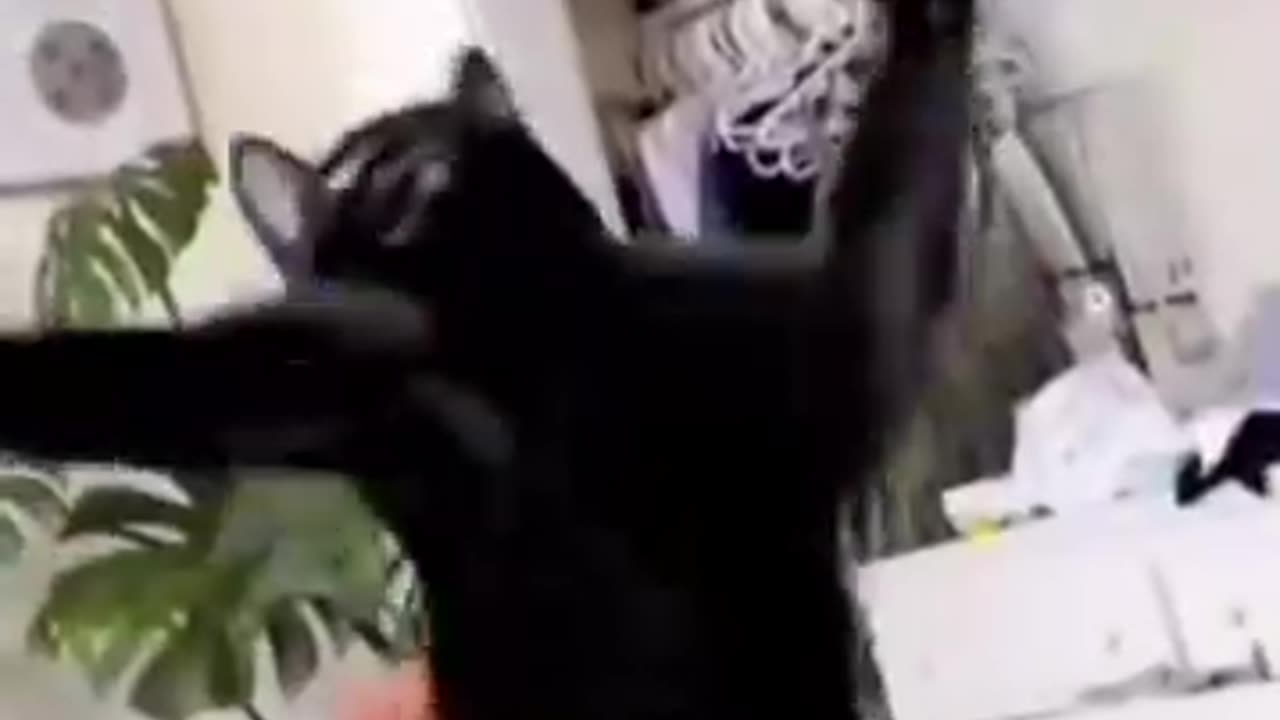 Funny Cat Reaction & Action Must Watch #rumble #funnycat #cat