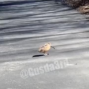 Aintnohumanoutside ticktok vid