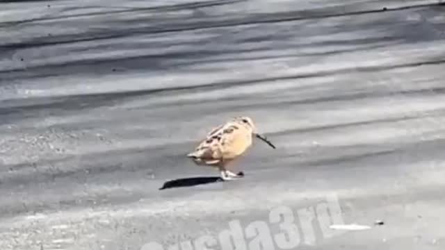 Aintnohumanoutside ticktok vid