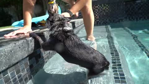 How to train your dog swimming?