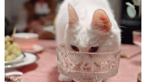 Thirsty Kitten