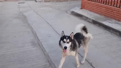 The beautiful Husky plays in the neighborhood