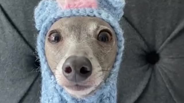 Fabulous hat for dog funny video