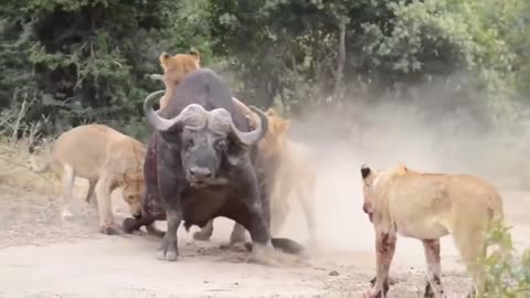 Wild Animal Fight #2