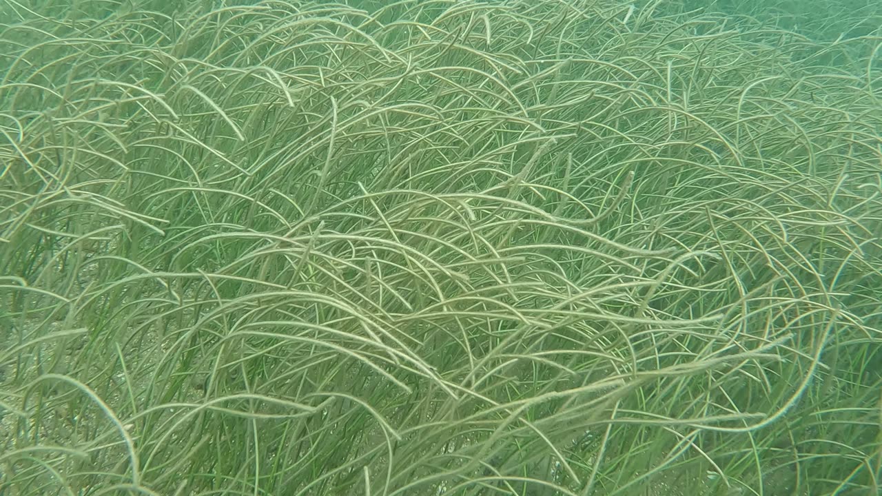 Playa Oesta - Sea grass and fishies