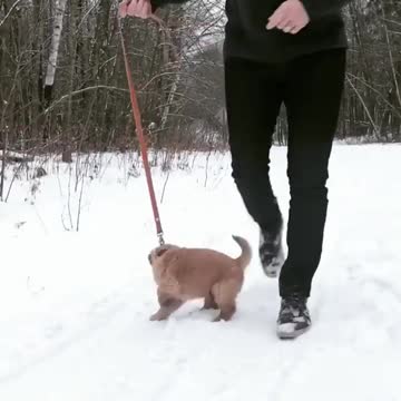 Boss talking dogs puppies running