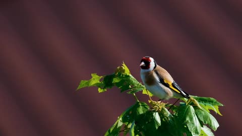 Beautiful Bird 🦜 in nature