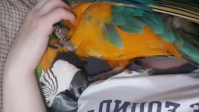 Snuggle bug this morning and he wake me