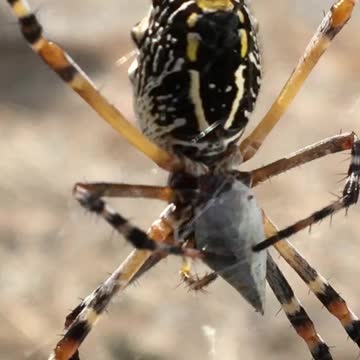 Closeup of spider