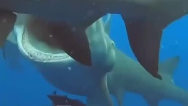hungry megalodon shark eats friend