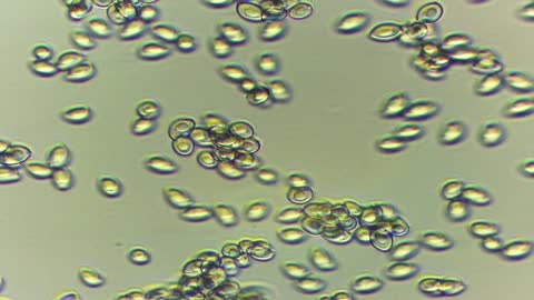mushroom spores
