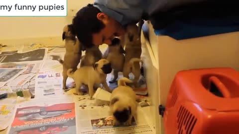 my puppies when they play