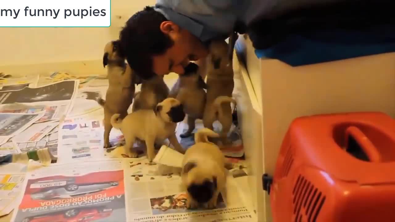 my puppies when they play