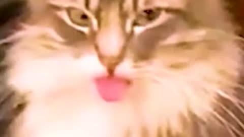 Silliest creature on earth Funny cats videos #shorts #funny