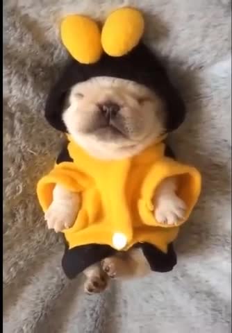 Watching cute animals for relaxing NOW