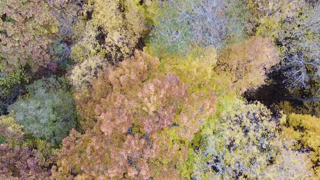 Michigan Fall Colors from a Drone