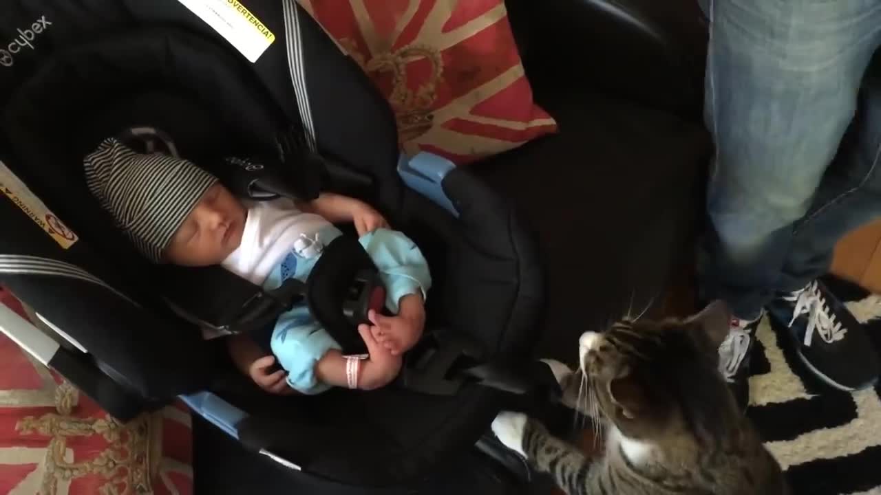 Cats Meeting Babies for the First Time Compilation