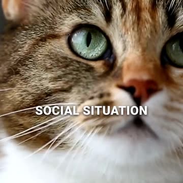Respect Cat's Social Behavior