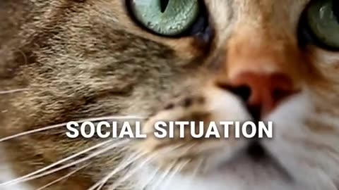 Respect Cat's Social Behavior