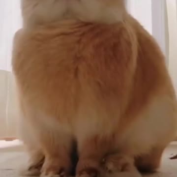 Hi hi A week in the life of a bun