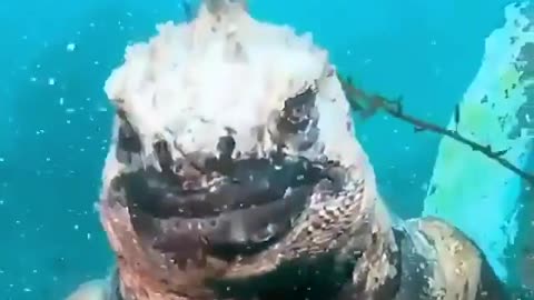 Marine Iguanas can dive up to 30m (98 ft) and remain submerged for more than 30