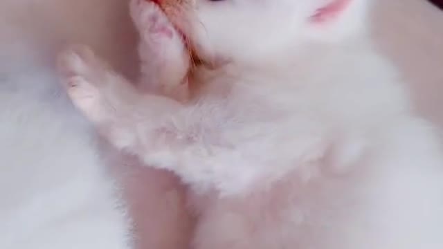 Cat video Playing Beautifull cat video Playing