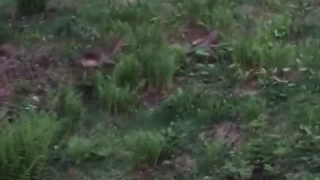 Mother Fawn saves her baby