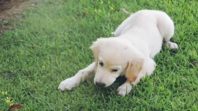 Cute puppies playing funny dogs video