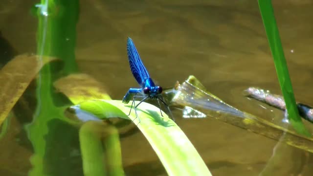 *dragonfly radiant colors*