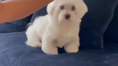 White dog playing funny moment