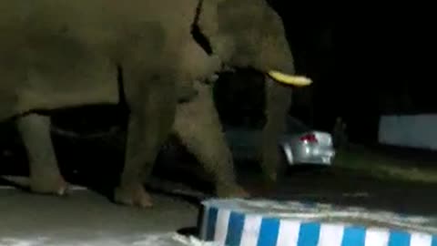 Elephant 🐘🐘 video second