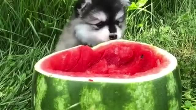 Funniest Siberian Husky Dog Videos 😁😇 Best Funny Animal Videos 2022 😺 Funny Dog Videos 2022 😁