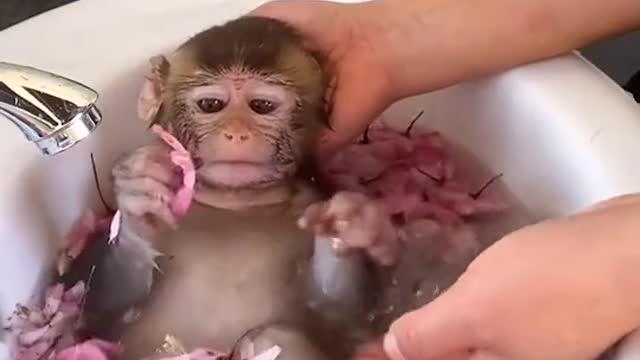 Watch what this monkey did to Baby Girl