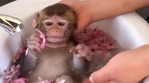 Watch what this monkey did to Baby Girl