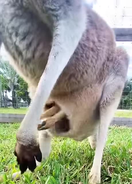 Kangaroo's baby home🏠🦘