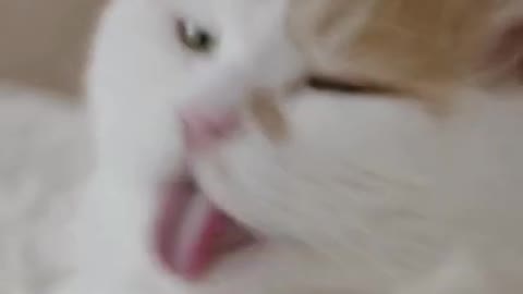 Gorgeous Cat | Cats Lovers | Baby Cats |