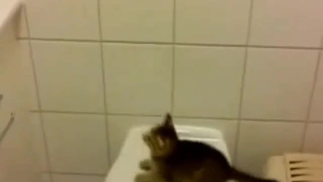 Cat slip while jumping