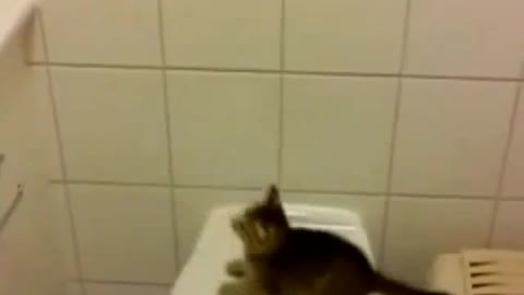 Cat slip while jumping